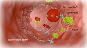 在血管内，有红细胞、血糖和胰岛素